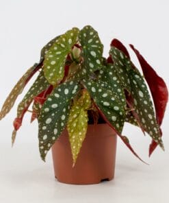 Begonia Blad Maculata 'Wightii' ↑ 20 cm ⌀ 12 cm