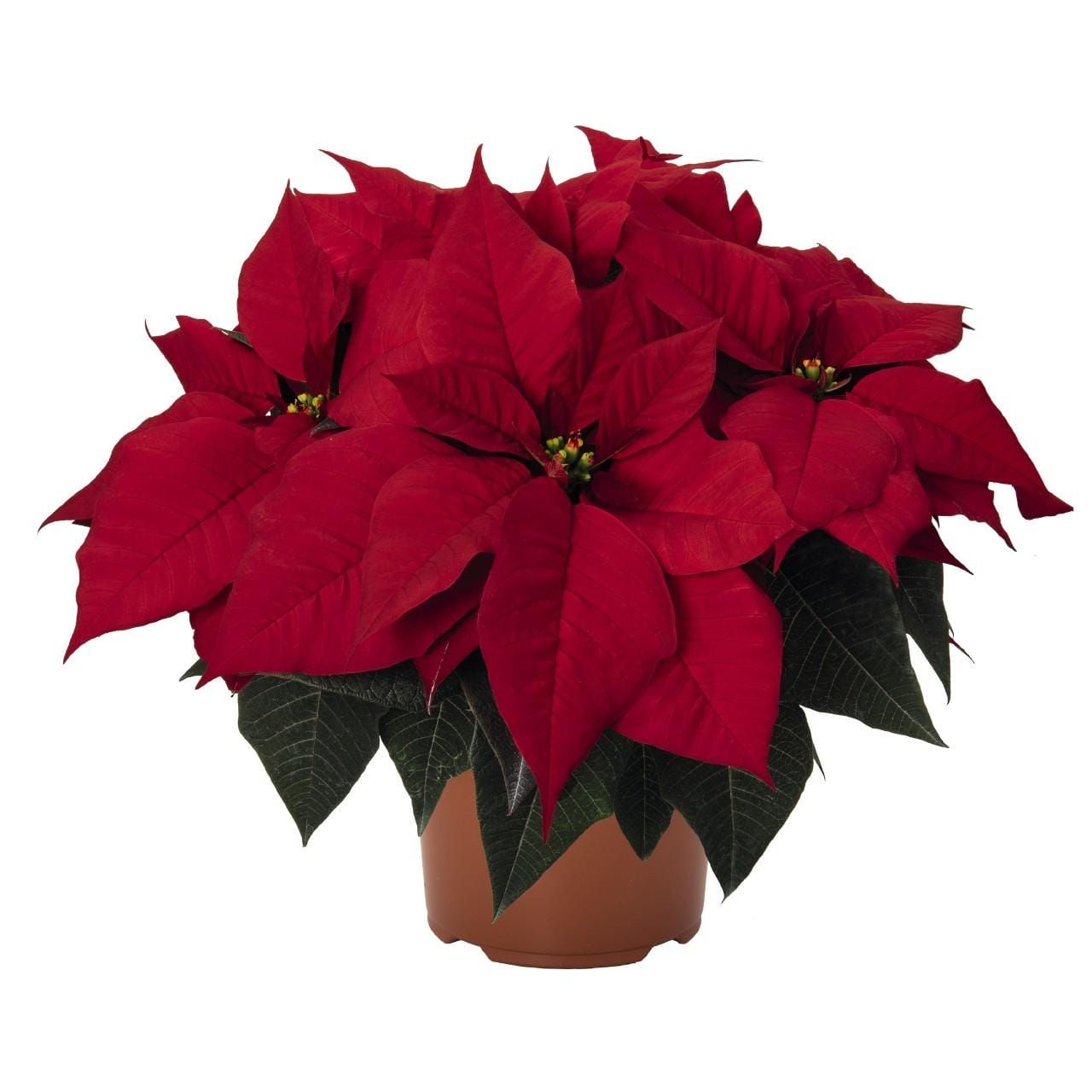 Poinsettia Christmas Universe Rood ↑ 30 cm ⌀ 13
