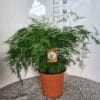 Asparagus Setaceus ↑ 70 cm ⌀ 27 cm