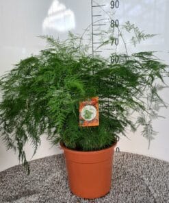 Asparagus Setaceus ↑ 70 cm ⌀ 27 cm