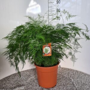 Asparagus sierasperge – luchtige veervormige bladeren – ±70 cm