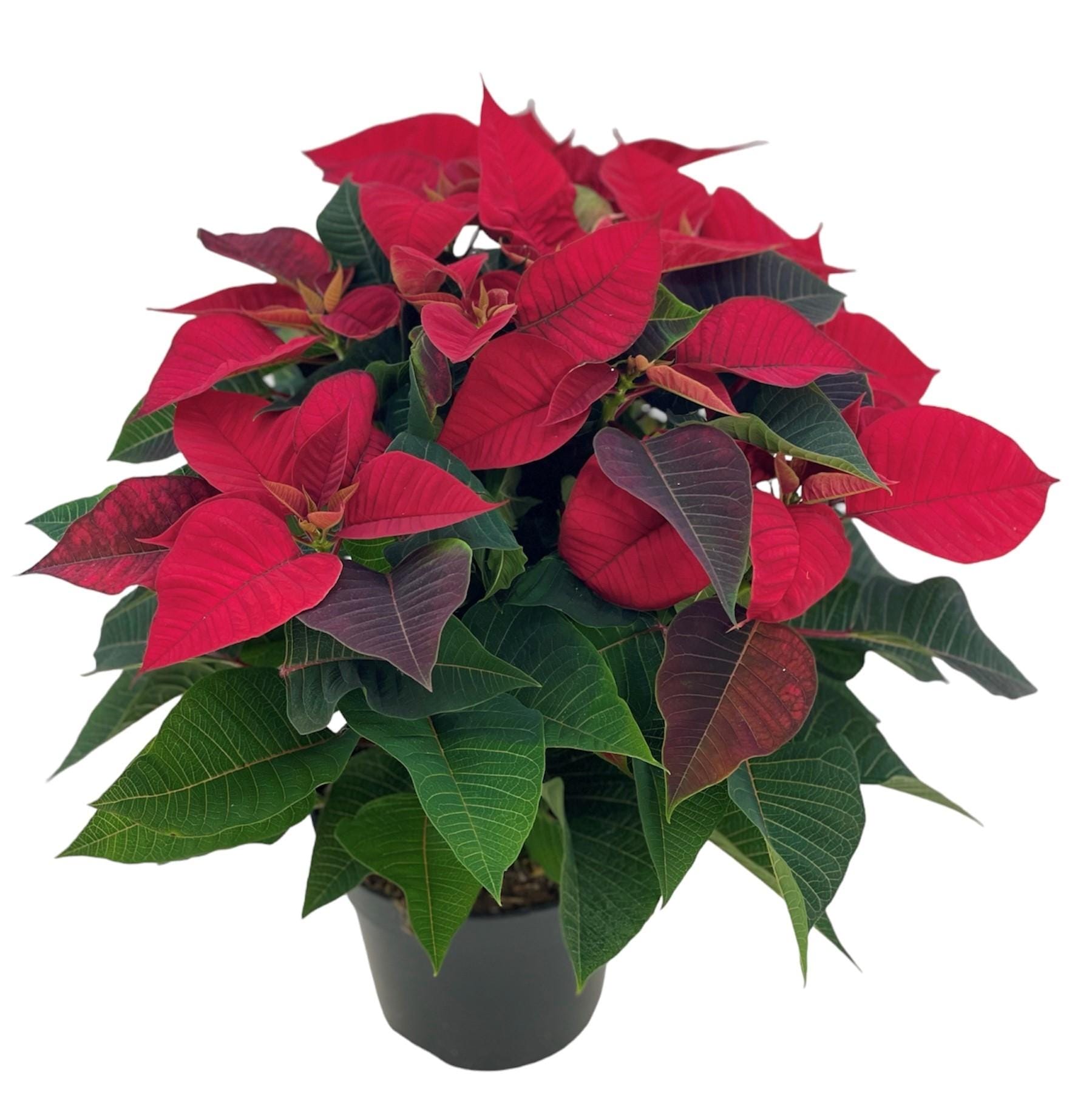 Poinsettia Kerstster Euphorbia Rood ↑ 45 cm ⌀ 17