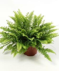 Nephrolepis Boston Green Moment ↑ 20 cm ⌀ 12 cm