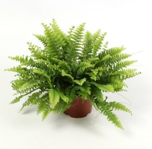 Nephrolepis Boston Green Moment ↑ 20 cm ⌀ 12 cm