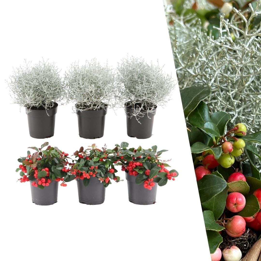Winterwonderland Mix Set - 3 X Gaultheria + 3X Calocephalus ↑ 15 cm ⌀ 10