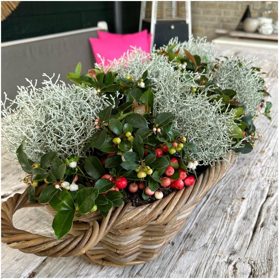 Winterwonderland Mix Set - 3 X Gaultheria + 3X Calocephalus ↑ 15 cm ⌀ 10 - Afbeelding 2