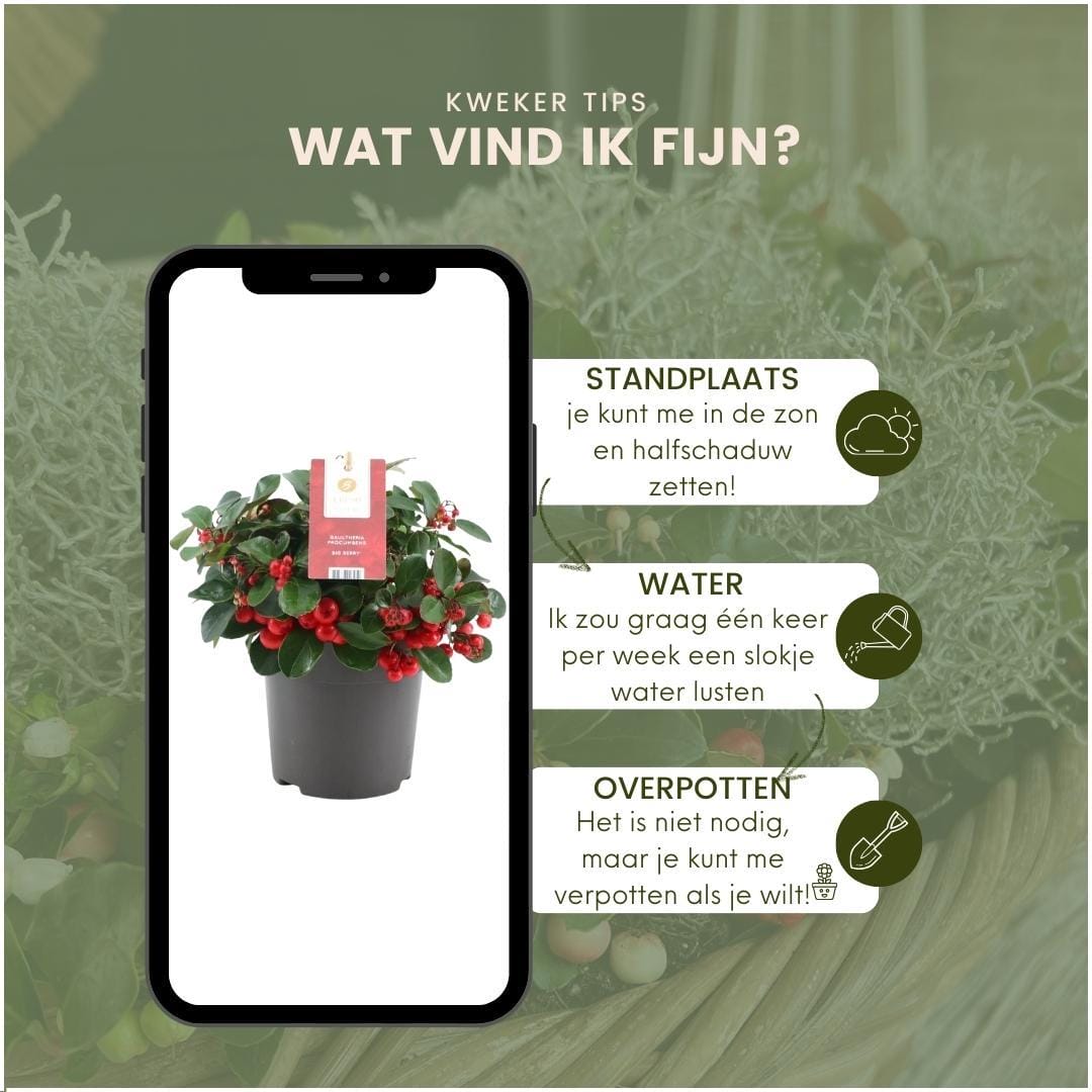 Winterwonderland Mix Set - 3 X Gaultheria + 3X Calocephalus ↑ 15 cm ⌀ 10 - Afbeelding 5