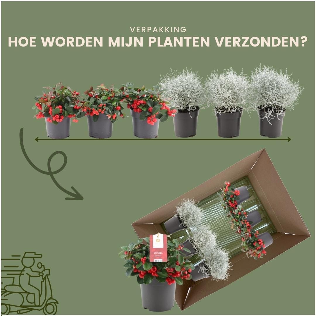 Winterwonderland Mix Set - 3 X Gaultheria + 3X Calocephalus ↑ 15 cm ⌀ 10 - Afbeelding 6