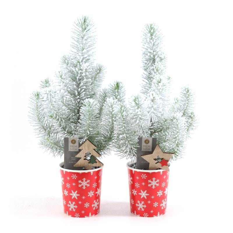 Pinus Pinea 'Silver Crest' X-Mas Deco ↑ 35 cm ⌀ 11 - 2 Stuks