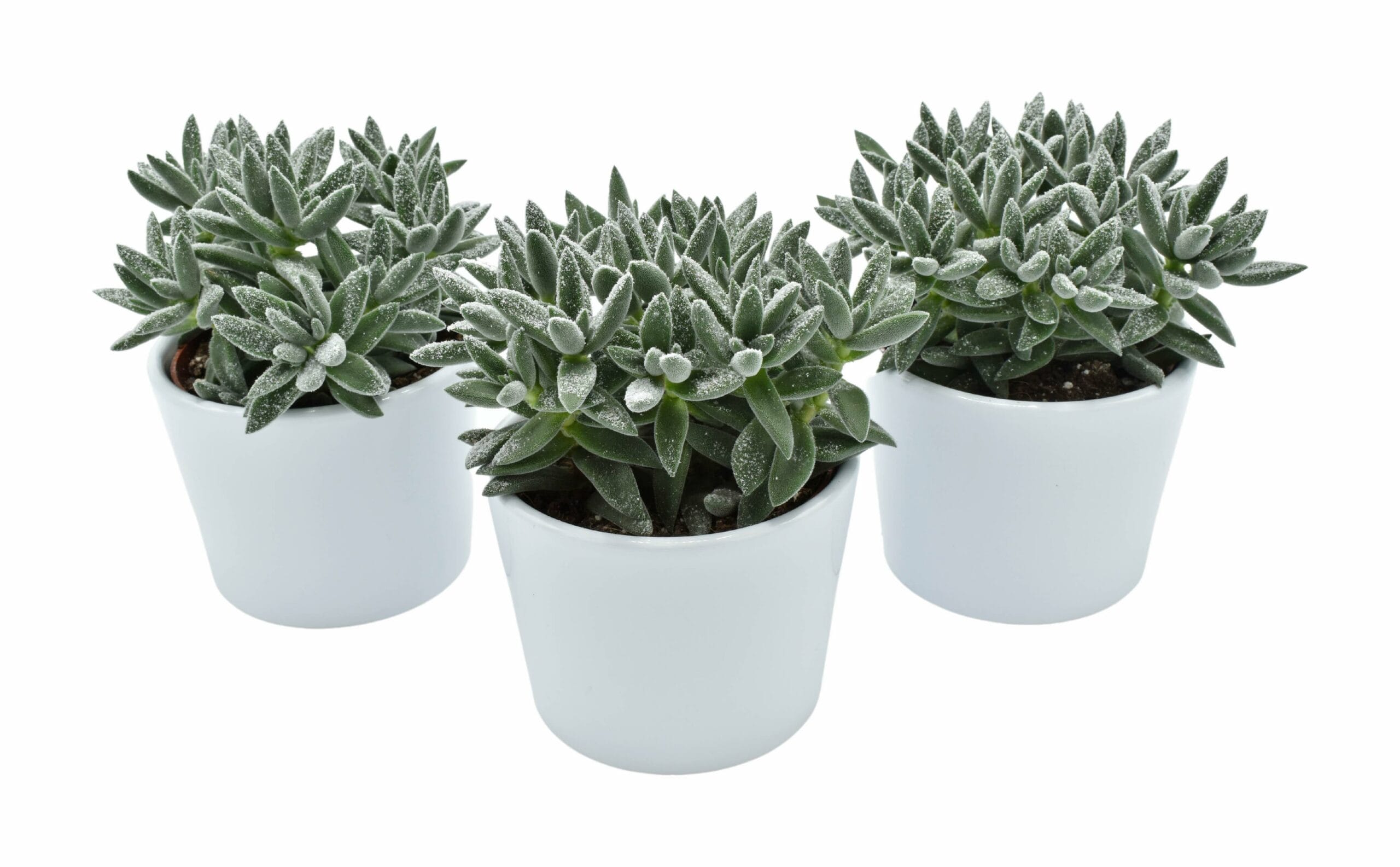 Tarantula + Snow in Lina Ceramics - 3 Stuks ↑ 14 cm ⌀ 10,5 cm