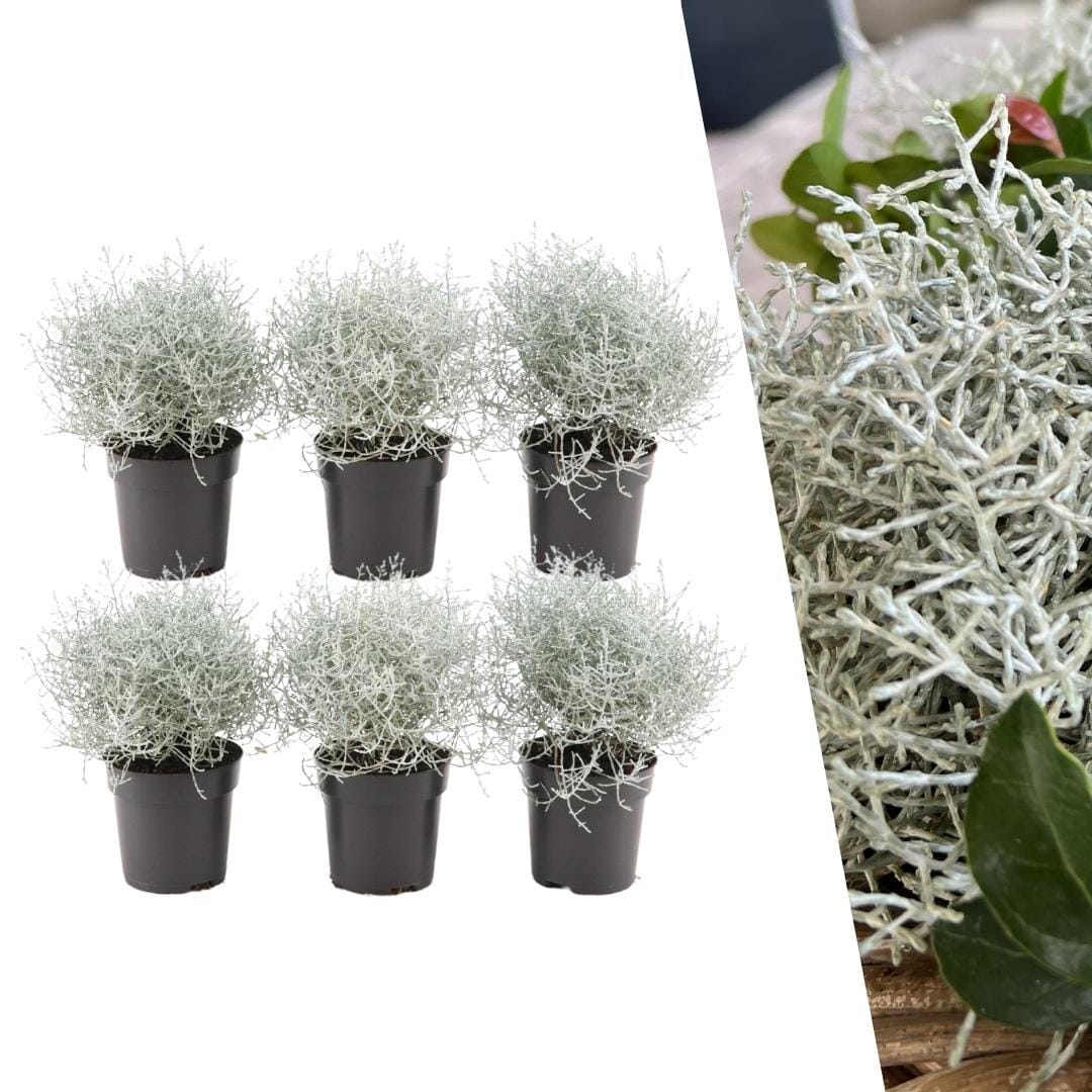 6X Calocephalus' ↑ 15 cm ⌀ 10