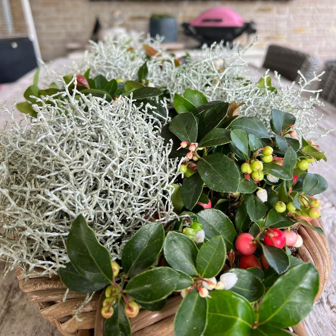 6X Calocephalus' ↑ 15 cm ⌀ 10 - Afbeelding 3