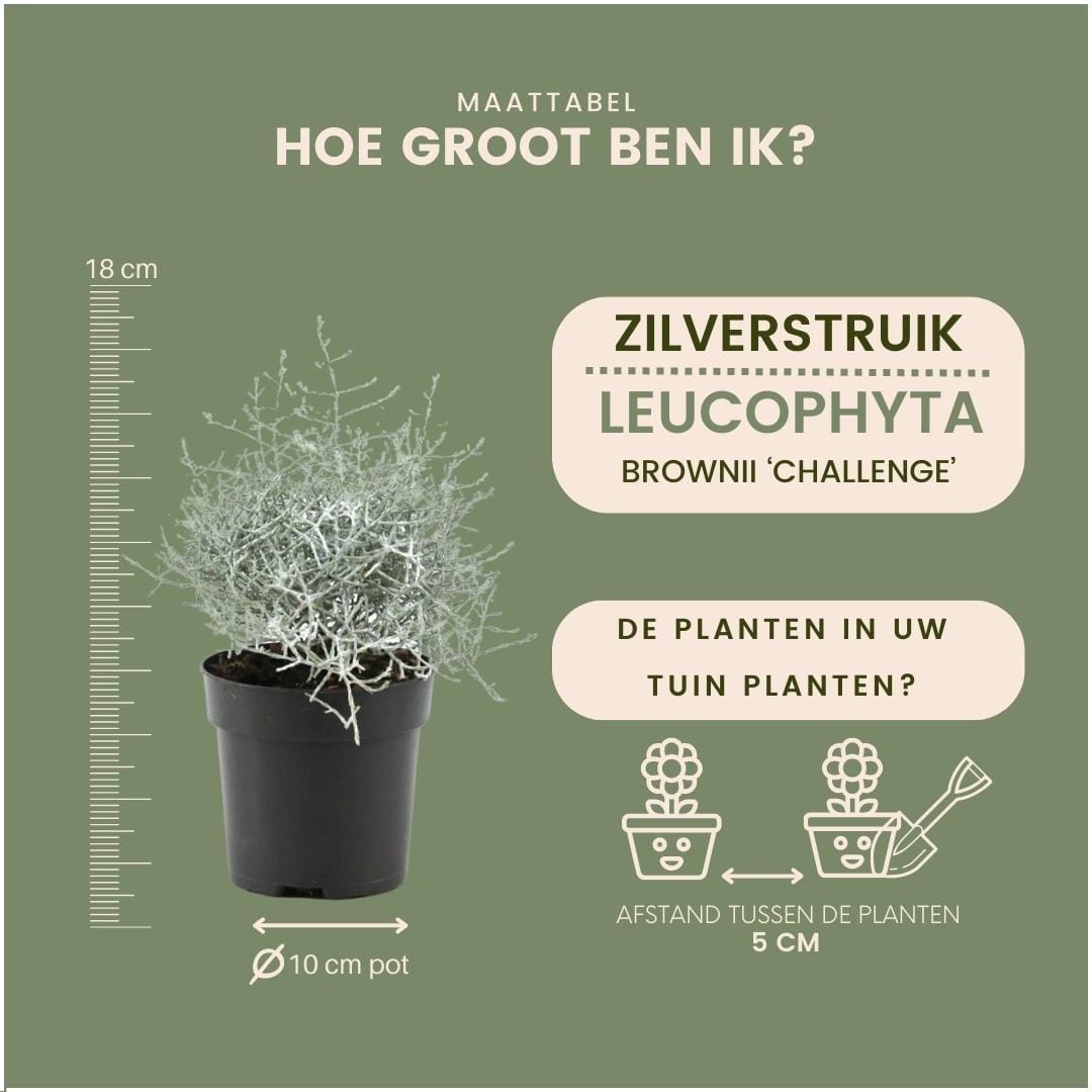 6X Calocephalus' ↑ 15 cm ⌀ 10 - Afbeelding 4