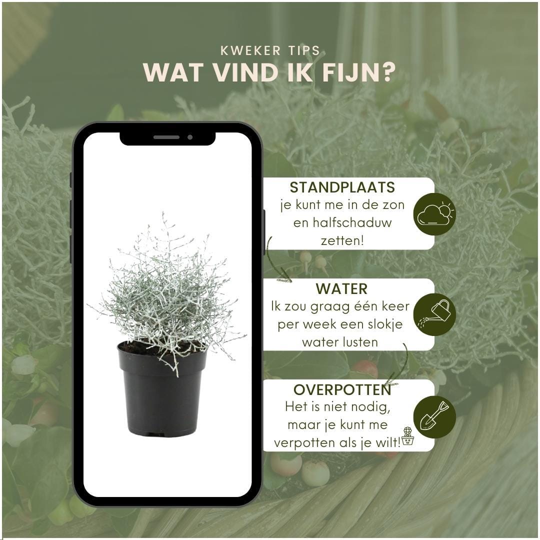 6X Calocephalus' ↑ 15 cm ⌀ 10 - Afbeelding 5