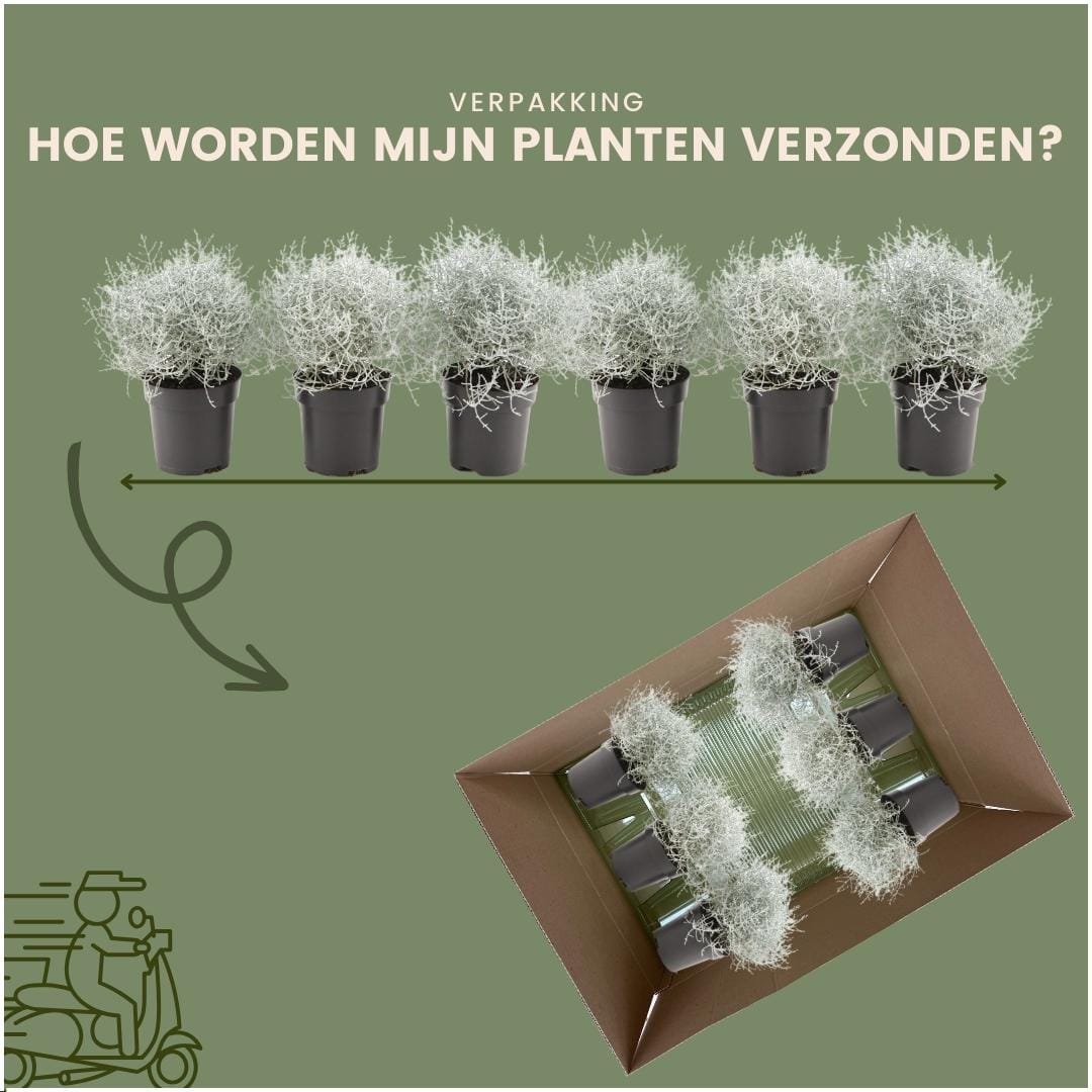 6X Calocephalus' ↑ 15 cm ⌀ 10 - Afbeelding 6