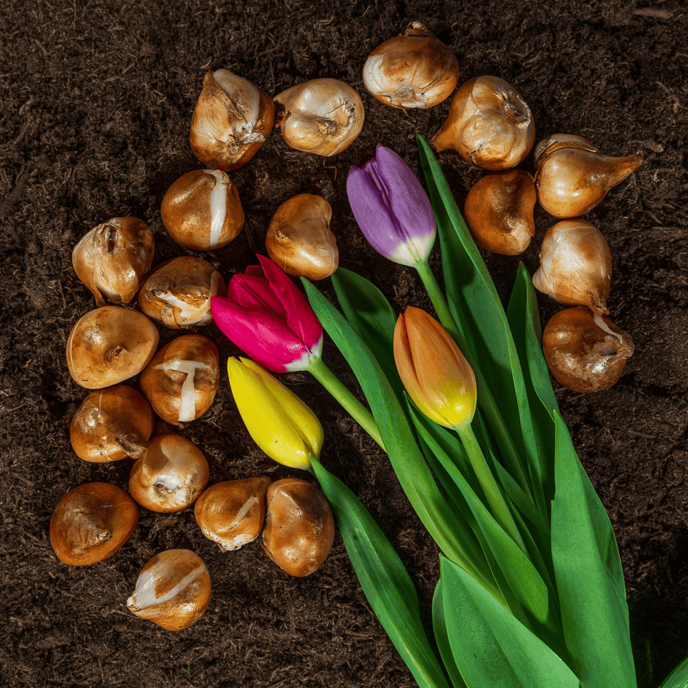 Tulpenbollen Kleurenmix 10-20 stuks - Afbeelding 5