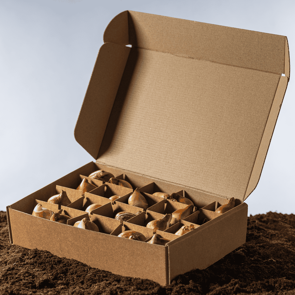 Tulpenbollen Kleurenmix 10-20 stuks - Afbeelding 3