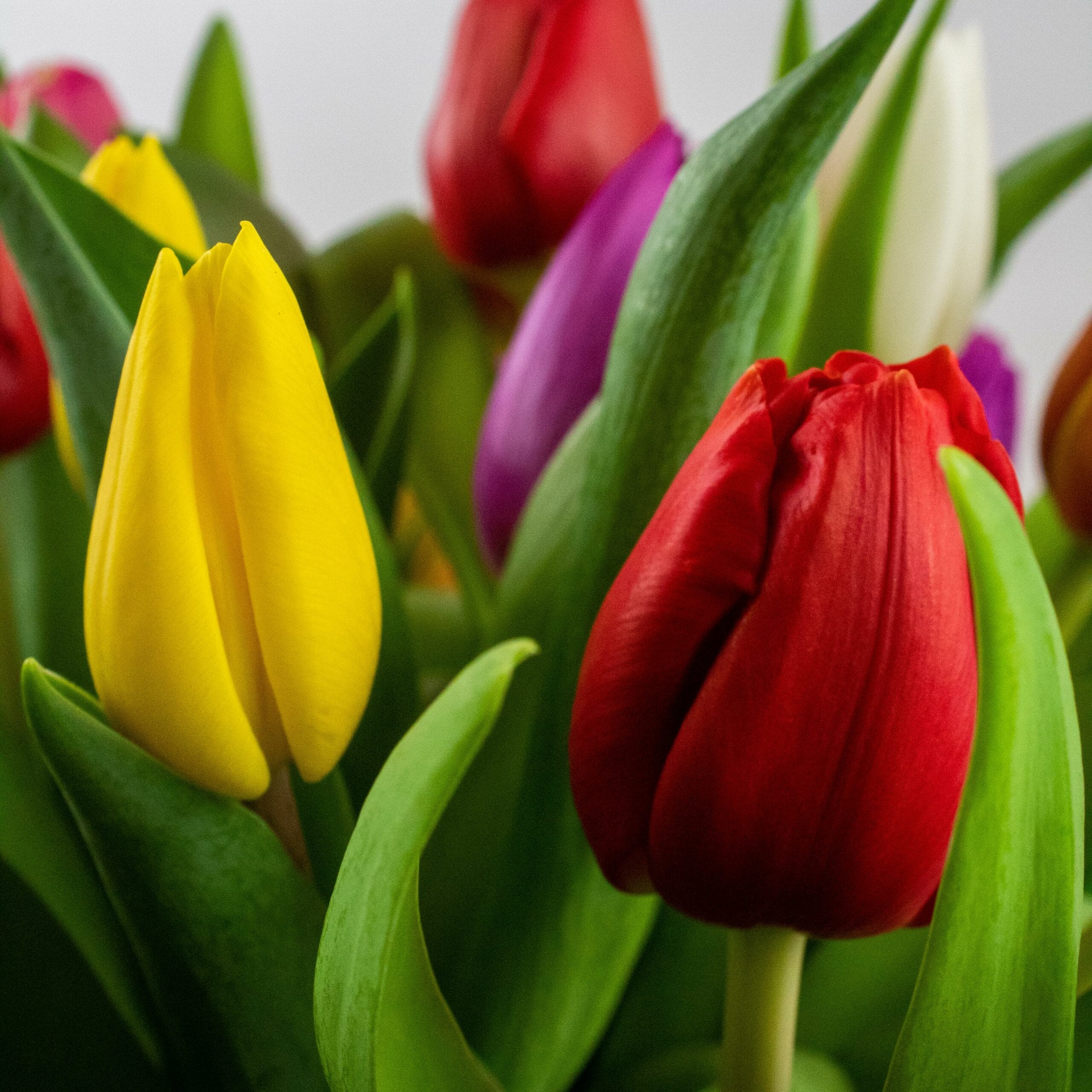 Tulpenbollen Kleurenmix 10-20 stuks - Afbeelding 4