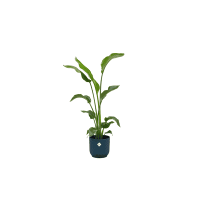 Strelitzia Nicolai – tropische kamerplant met grote bladeren – ±100 cm