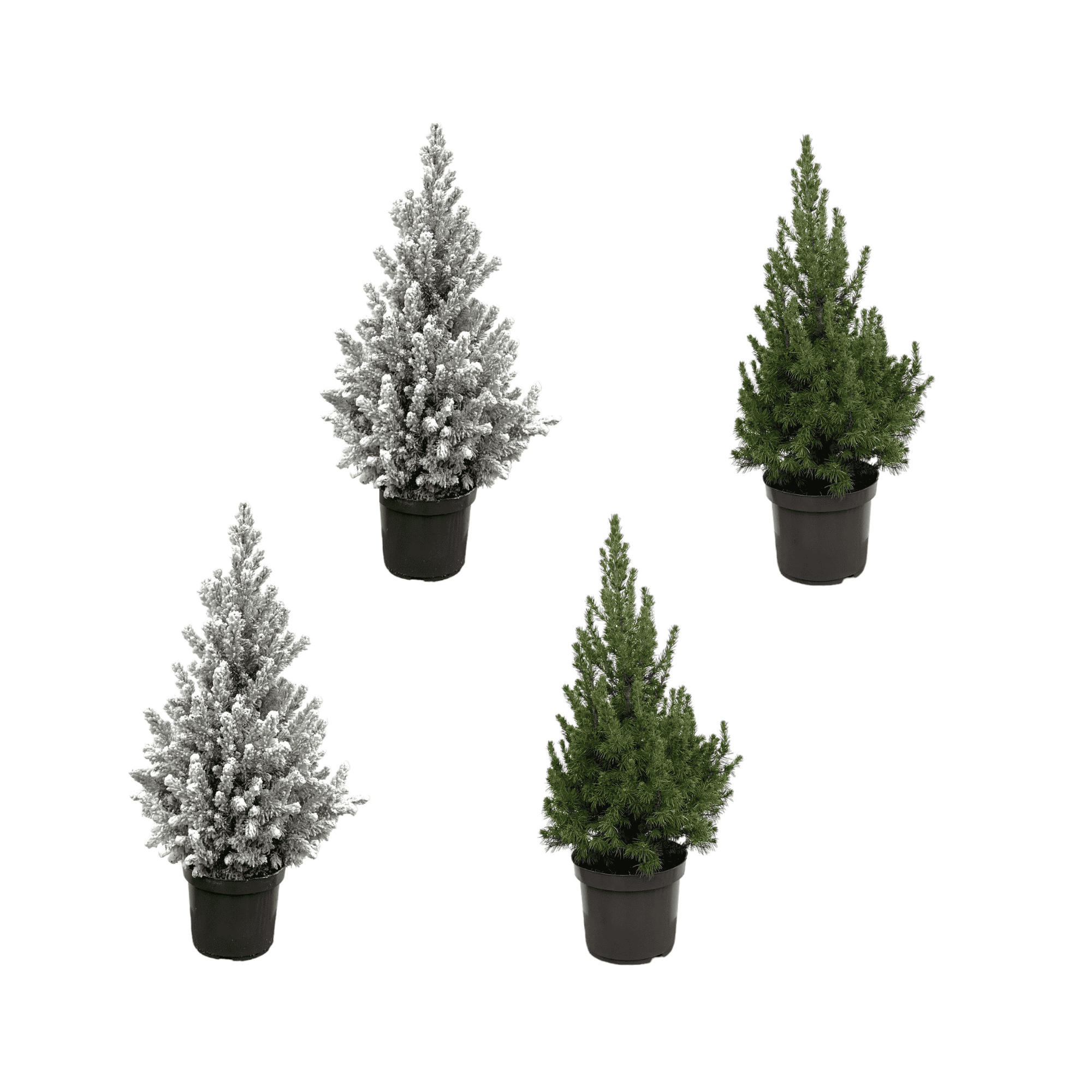 Kerstboom Pakket - 2X Picea + 2X Picea Met Sneeuw ↑ 60 cm ⌀ 22 cm