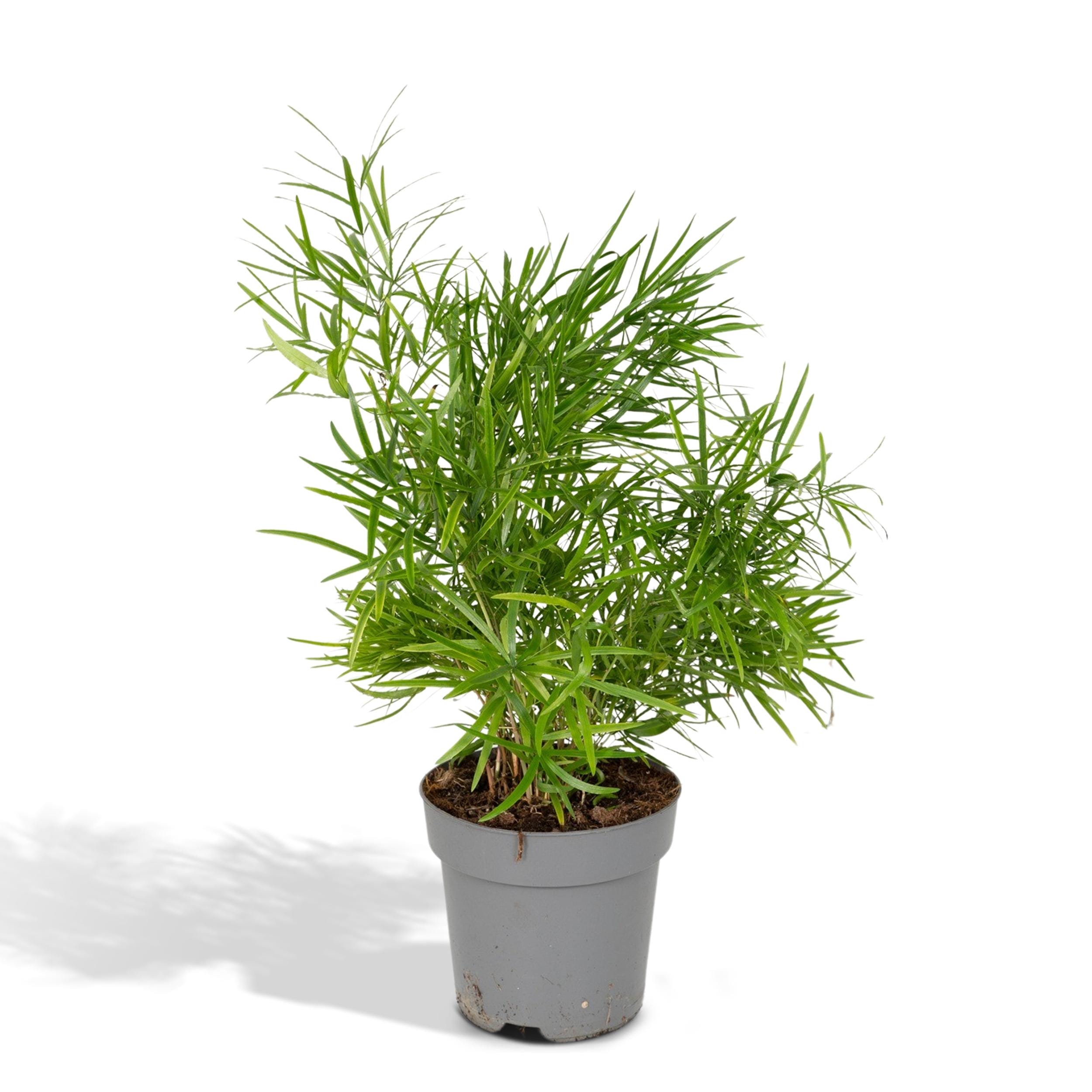 Asparagus Falcatus ↑ 55 cm ⌀ 17 cm