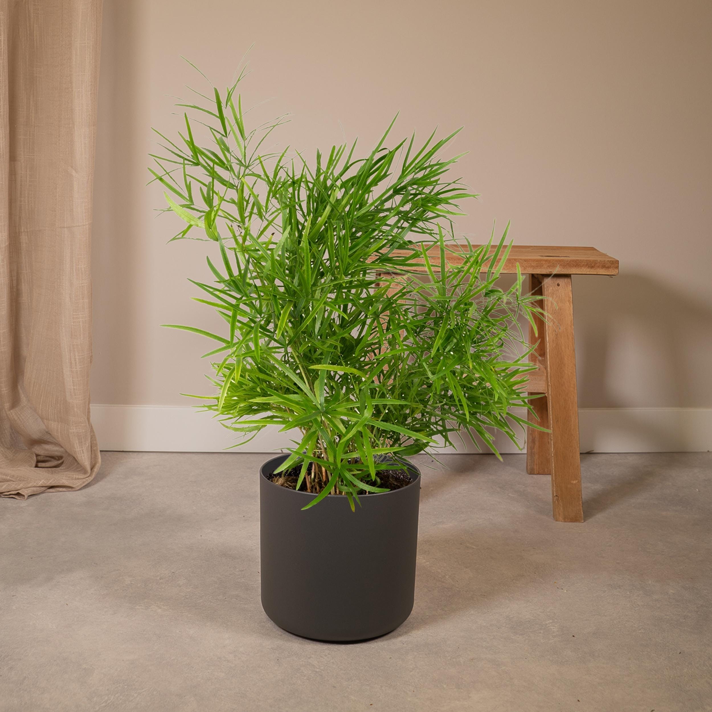 Asparagus Falcatus ↑ 55 cm ⌀ 17 cm - Afbeelding 2