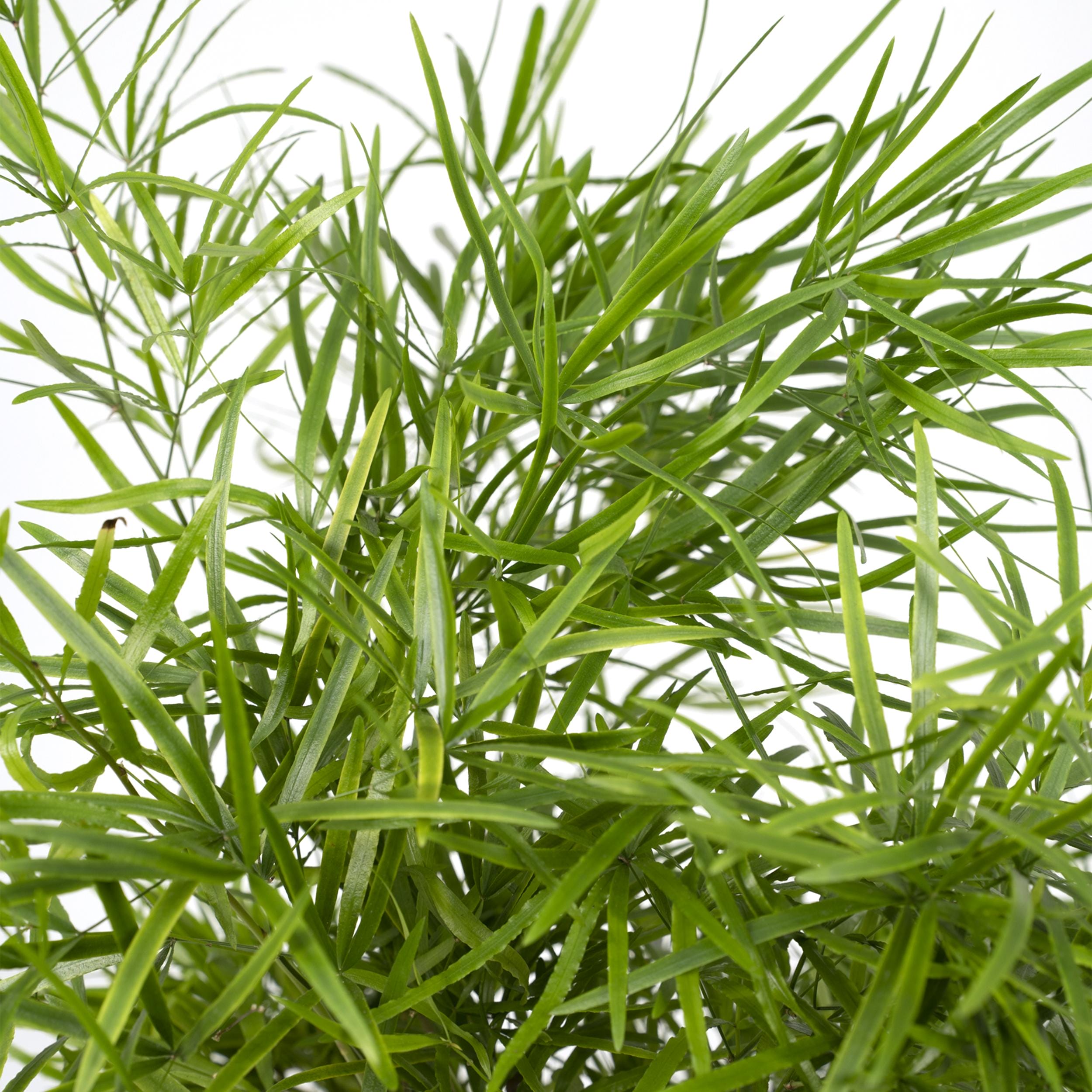 Asparagus Falcatus ↑ 55 cm ⌀ 17 cm - Afbeelding 3