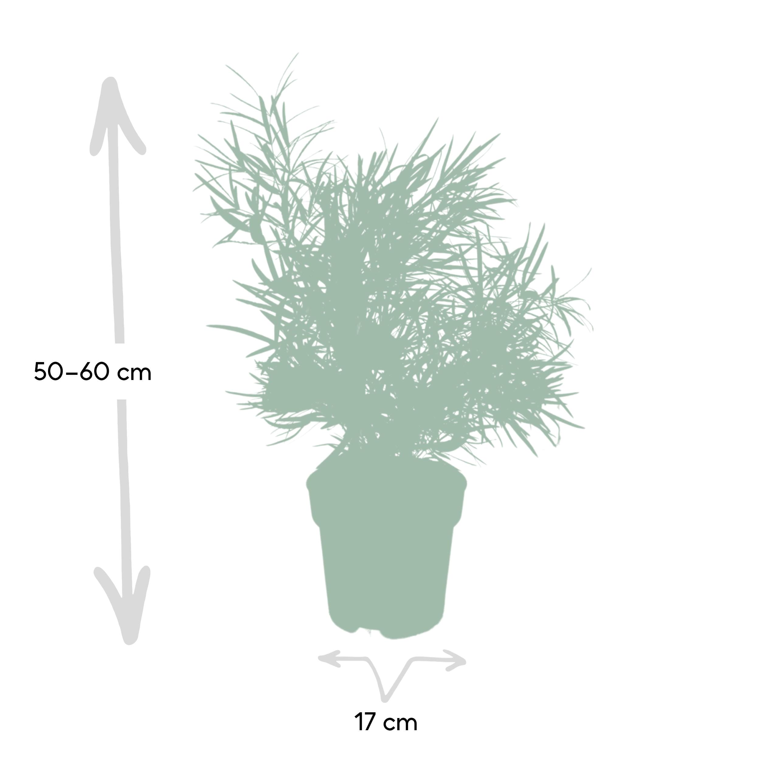 Asparagus Falcatus ↑ 55 cm ⌀ 17 cm - Afbeelding 4