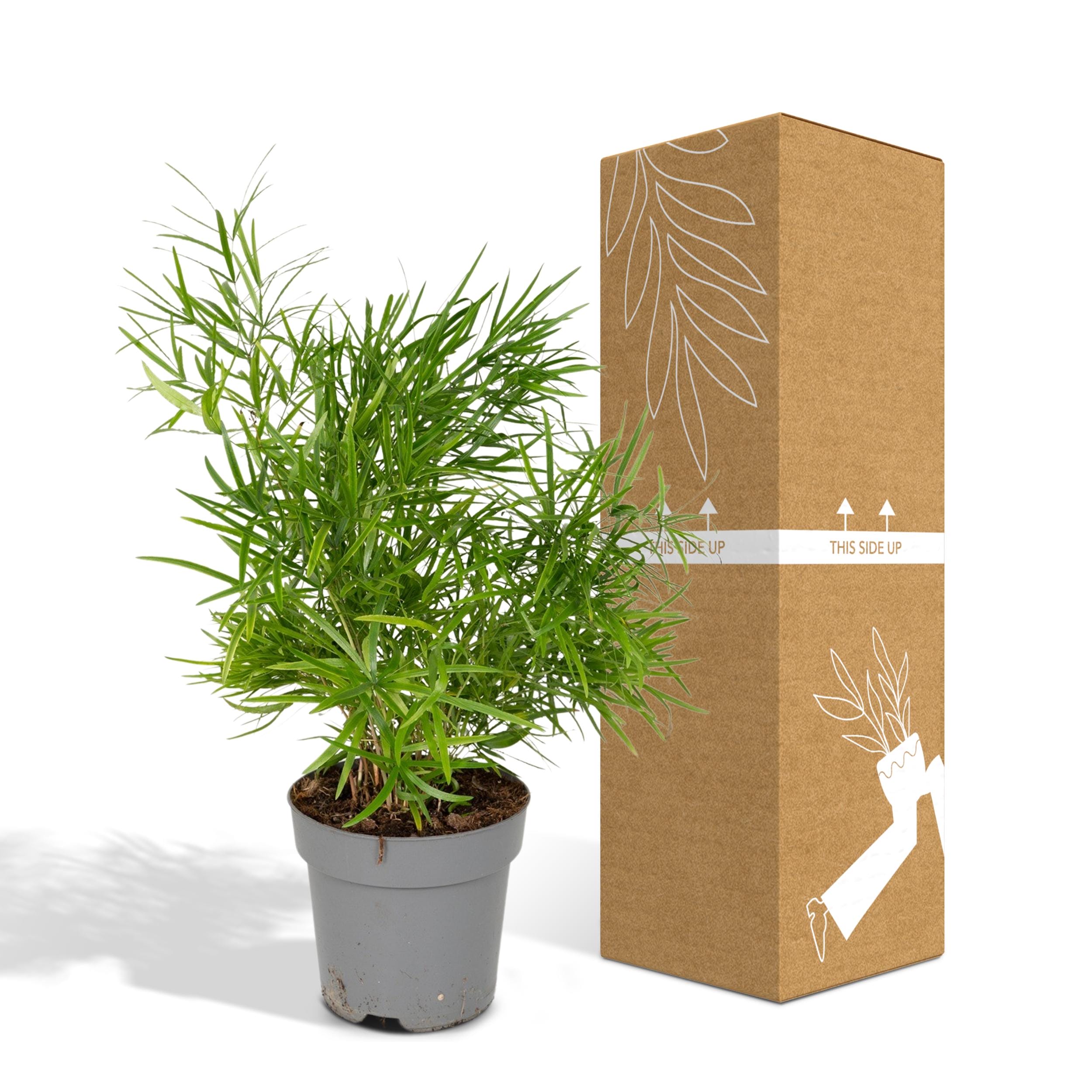 Asparagus Falcatus ↑ 55 cm ⌀ 17 cm - Afbeelding 5