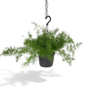 Asparagusvaren (Asparagus densiflorus 'Sprengeri') – hangende – ±35 cm