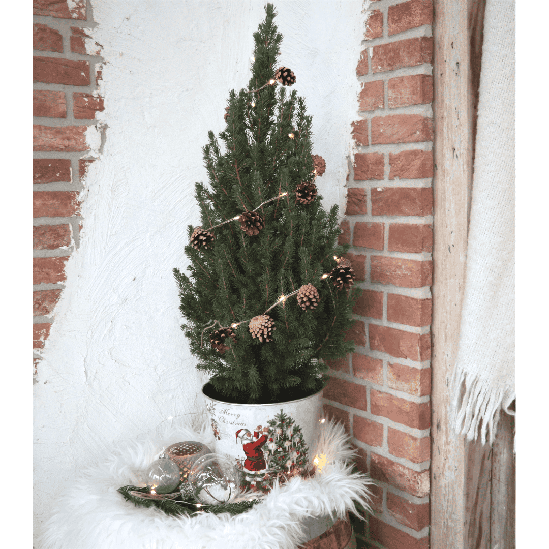 Kleine Kerstboom In Kerstmis Sierpot ↑ 70 cm ⌀ 19 - Afbeelding 3