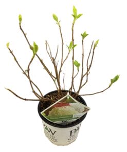 Hydrangea 'Strong Annabelle' ↑ 30 cm ⌀ 19 cm