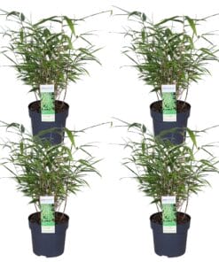 4X Fargesia Rufa ↑ 40 cm ⌀ 14 cm