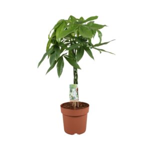 Pachira Aquatica ↑ 90 cm ⌀ 21 cm