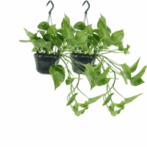 Epipremnum Aureum – Scindapsus – makkelijke hangplant of klimplant – pot 15 cm, ±25 cm