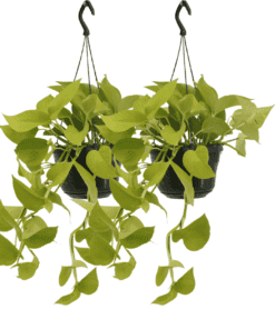 2X Epipremnum Golden Pothos  - Scindapsus - 25Cm - Ø15