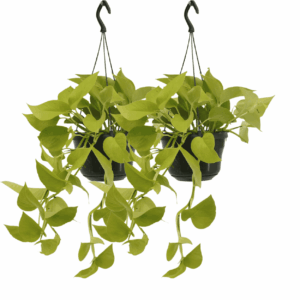Epipremnum Golden Pothos (2 stuks) – makkelijke hangplant – pot 15 cm, ±25 cm