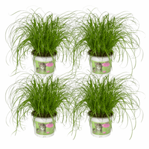 Kattengras - 1 tot 4 stuks - 20Cm - Ø12