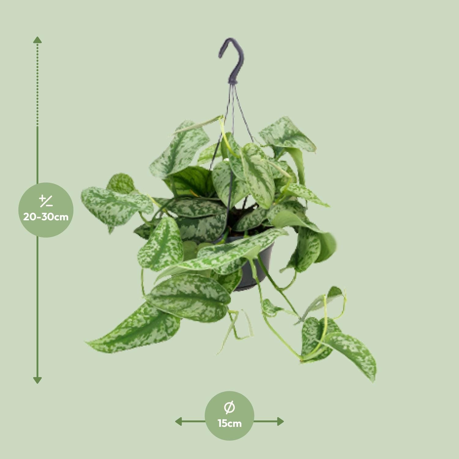 Scindapsus Pictus Trebie - Afbeelding 2