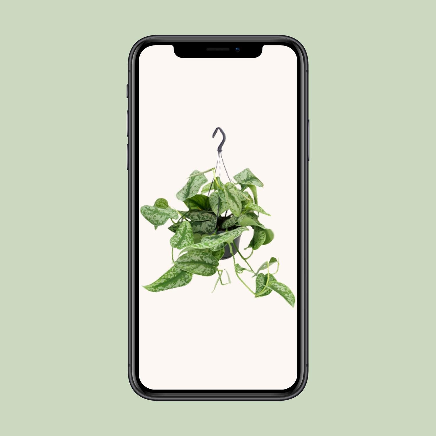 Scindapsus Pictus Trebie - Afbeelding 4