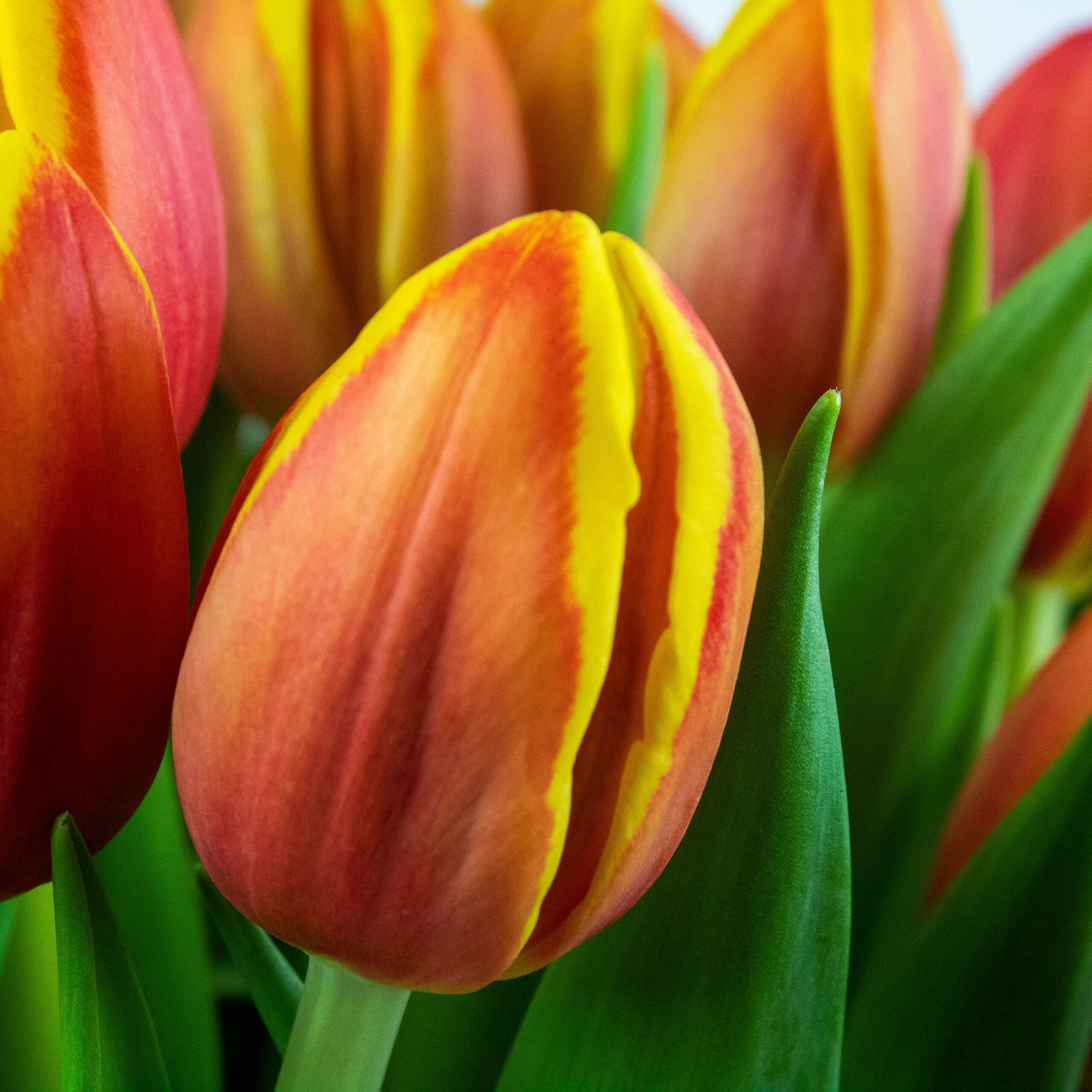 Multicolour (Warm) Brievenbus Tulpen 10 stuks - Afbeelding 4