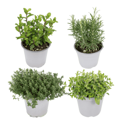 Tuinkruiden Mix – vers en direct te gebruiken in de keuken – 4 stuks, pot 14 cm, ±18 cm