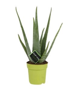 Aloe Vera - Ø12Cm - ↕45Cm