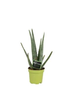 Aloë Vera - Ø10,5cm ↕35cm