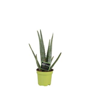 Aloë Vera (Aloe vera) – makkelijke vetplant voor op het aanrecht – pot 10 cm, ±5 cm
