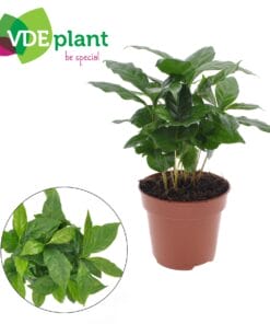 Coffea Arabica - Ø12 ↕30