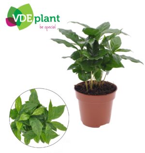 Koffieplant (Coffea arabica) – echte koffiebonen aan je raam – pot 12 cm