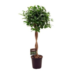 Ficus microcarpa Moclame – compacte kamerplant met glanzend groen blad – ±23 cm