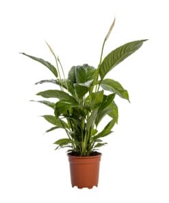 Lepelplant Spathiphyllum Bingo Cupido - Ø19Cm - ↕80Cm