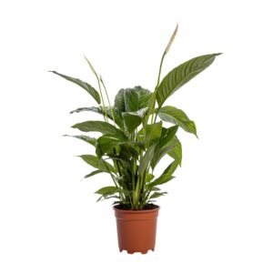 Lepelplant (Spathiphyllum 'Bingo Cupido') – grote kamerplant – ±19 cm